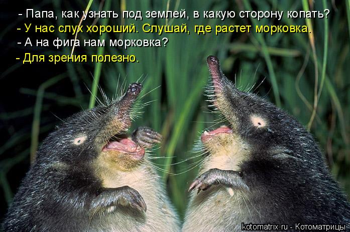 - Папа, как узнать под землей, в какую сторону копать? - У нас слух хороший. Слушай, где растет морко... Котоматрица: - Папа, как узнать под землей, в какую сторону копать? - У нас слух хороший. Слушай, где растет морковка. - А на фига нам морковка? - Для зрения по