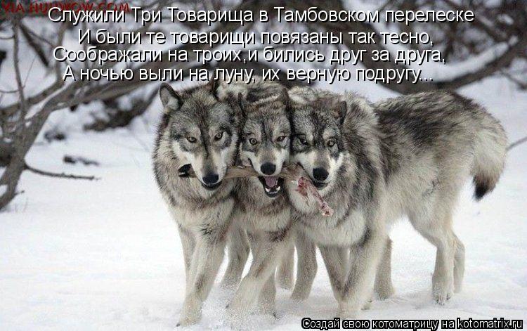 Служили Три Товарища в Тамбовском перелеске И были те товарищи повязаны так тесно, Соображали на тро... Котоматрица: Служили Три Товарища в Тамбовском перелеске И были те товарищи повязаны так тесно, Соображали на троих,и бились друг за друга, А ночью выли