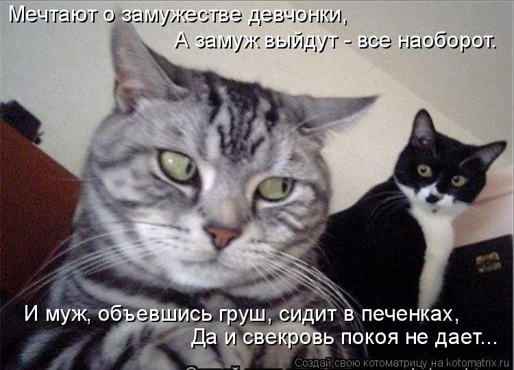 Мечтают о замужестве девчонки, А замуж выйдут - все наоборот. И муж, объевшись груш, сидит в печенках... Котоматрица: Мечтают о замужестве девчонки, А замуж выйдут - все наоборот. И муж, объевшись груш, сидит в печенках, Да и свекровь покоя не дает...