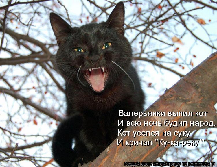 Котоматрица: Валерьянки выпил кот  И всю ночь будил народ.  Кот уселся на суку И кричал "Ку-ка-реку!"