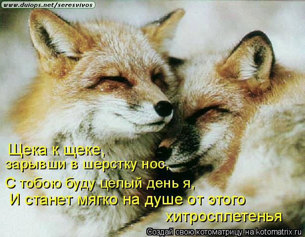 Щека к щеке, зарывши в шерстку нос, С тобою буду целый день я, И станет мягко на душе от этого хитр... Котоматрица: Щека к щеке, зарывши в шерстку нос, С тобою буду целый день я, И станет мягко на душе от этого хитросплетенья
