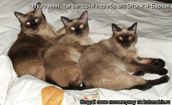 Ну,хозяин, ты сегодня перебрал! Это-ж я-Барсик!... Котоматрица: Ну,хозяин, ты сегодня перебрал! Это-ж я-Барсик!