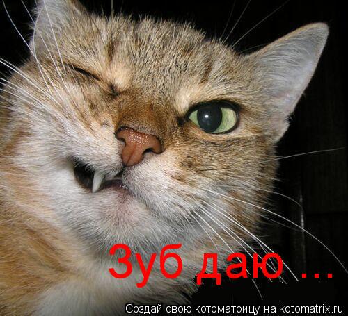Котоматрица: Зуб даю ...