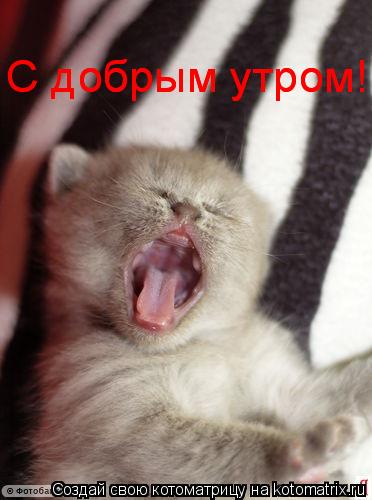 С добрым утром! С добрым утром!... Котоматрица: С добрым утром! С добрым утром!