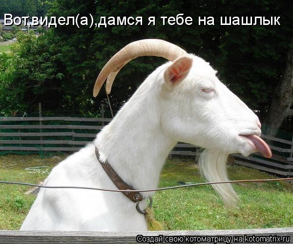 Вот,видел(а),дамся я тебе на шашлык... Котоматрица: Вот,видел(а),дамся я тебе на шашлык