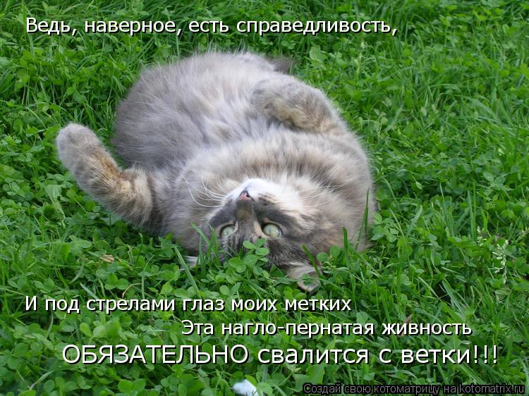 Ведь, наверное, есть справедливость, И под стрелами глаз моих метких Эта нагло-пернатая живность ОБЯЗ... Котоматрица: Ведь, наверное, есть справедливость, И под стрелами глаз моих метких Эта нагло-пернатая живность ОБЯЗАТЕЛЬНО свалится с ветки!!!