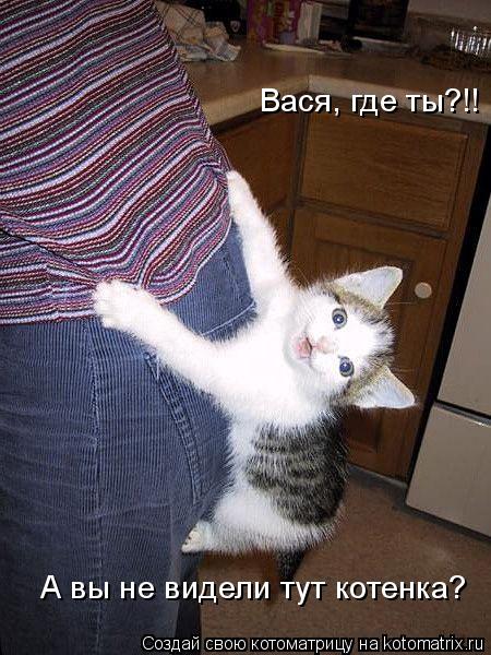 Котоматрица: Вася, где ты?!! А вы не видели тут котенка?