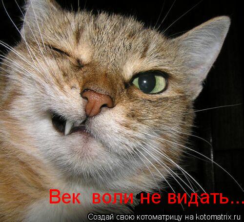 Век воли не видать...... Котоматрица: Век воли не видать...