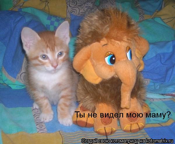 Котоматрица: Ты не видел мою маму?