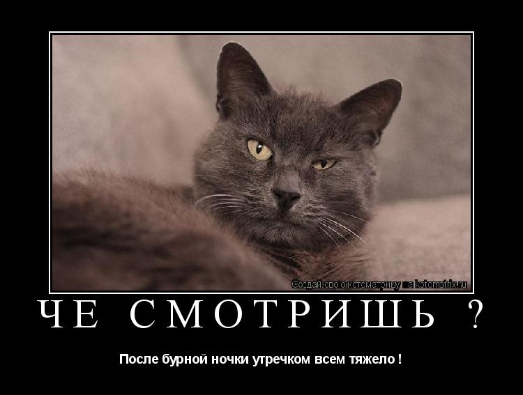 Че смотришь ? После бурной ночки утречком всем тяжело !... Котоматрица: Че смотришь ? После бурной ночки утречком всем тяжело !