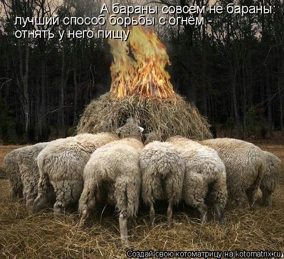 А бараны совсем не бараны: лучший способ борьбы с огнём - отнять у него пищу... Котоматрица: А бараны совсем не бараны: лучший способ борьбы с огнём - отнять у него пищу