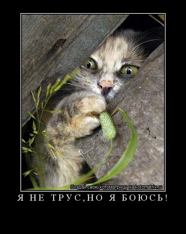 Котоматрица: Я не трус,но я боюсь! 