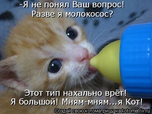 Котоматрица: -Я не понял Ваш вопрос! Разве я молокосос? Этот тип нахально врёт! Я большой! Мням-мням...я Кот!
