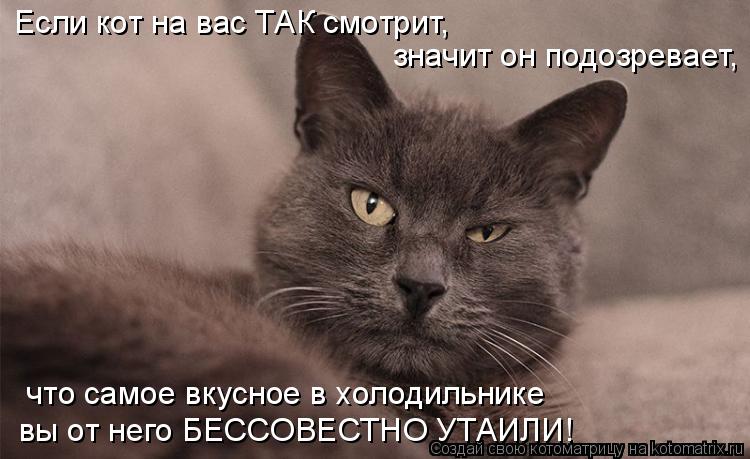 вы от него БЕССОВЕСТНО УТАИЛИ! Если кот на вас ТАК смотрит, значит он подозревает, что самое вкусн... Котоматрица: вы от него БЕССОВЕСТНО УТАИЛИ! Если кот на вас ТАК смотрит, значит он подозревает, что самое вкусное в холодильнике