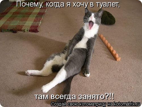 Почему, когда я хочу в туалет, там всегда занято?!!... Котоматрица: Почему, когда я хочу в туалет, там всегда занято?!!