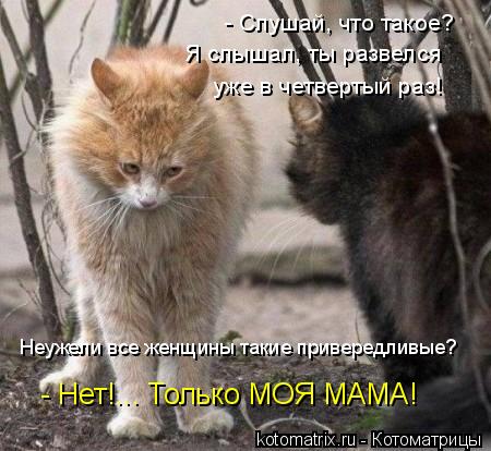 - Слушай, что такое? Я слышал, ты развелся уже в четвертый раз! Неужели все женщины такие привередлив... Котоматрица: - Слушай, что такое? Я слышал, ты развелся уже в четвертый раз! Неужели все женщины такие привередливые? - Нет!... Только МОЯ МАМА!