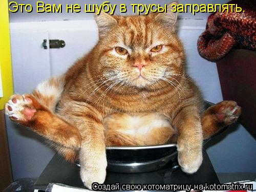 Это Вам не шубу в трусы заправлять.... Котоматрица: Это Вам не шубу в трусы заправлять.