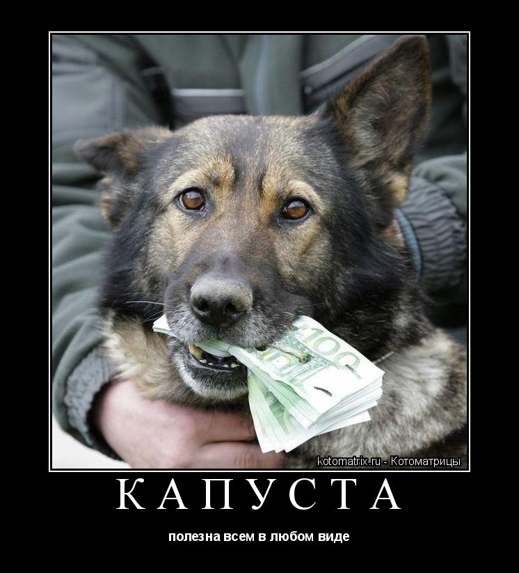 капуста полезна всем в любом виде... Котоматрица: капуста полезна всем в любом виде