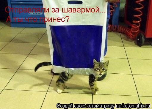 Котоматрица: Отправляли за шавермой... А ты что принес?