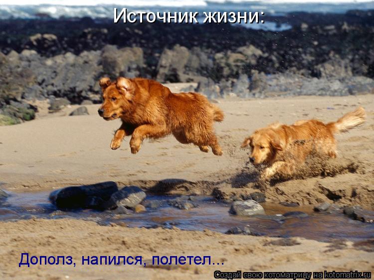 Источник жизни: Дополз, напился, полетел...... Котоматрица: Источник жизни: Дополз, напился, полетел...