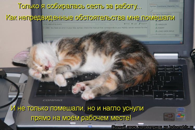 Котоматрица: Только я собиралась сесть за работу... Как непредвиденные обстоятельства мне помешали И не только помешали, но и нагло уснули прямо на моём 
