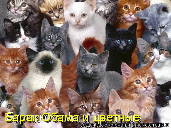 Барак Обама и цветные Барак Обама и цветные... Котоматрица: Барак Обама и цветные Барак Обама и цветные