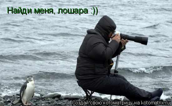 Котоматрица: Найди меня, лошара :))