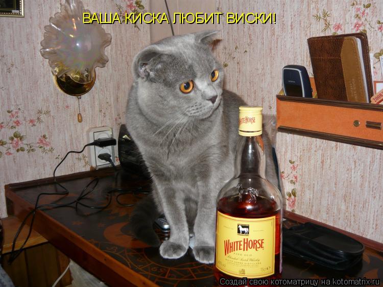 ВАША КИСКА ЛЮБИТ ВИСКИ!... Котоматрица: ВАША КИСКА ЛЮБИТ ВИСКИ!