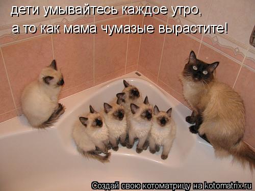 дети умывайтесь каждое утро, а то как мама чумазые вырастите!... Котоматрица: дети умывайтесь каждое утро, а то как мама чумазые вырастите!
