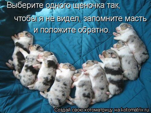 Котоматрица: Выберите одного щеночка так,   чтобы я не видел, запомните масть  и положите обратно.