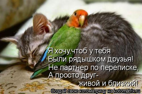 Не партнер по переписке, Были рядышком друзья! Я хочу,чтоб у тебя А просто друг- живой и близкий!... Котоматрица: Не партнер по переписке, Были рядышком друзья! Я хочу,чтоб у тебя А просто друг- живой и близкий!