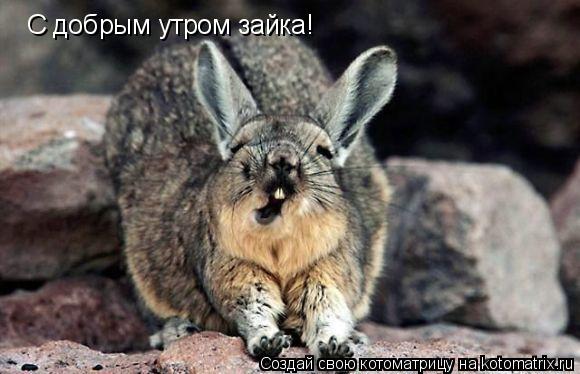 доброе утро зайка картинка онлайн