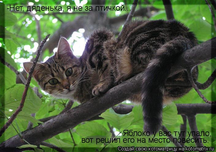 -Нет, дяденька, я не за птичкой... Яблоко у вас тут упало, вот решил его на место повесить.... Котоматрица: -Нет, дяденька, я не за птичкой... Яблоко у вас тут упало, вот решил его на место повесить.