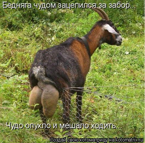 Бедняга чудом зацепился за забор... Чудо опухло и мешало ходить...... Котоматрица: Бедняга чудом зацепился за забор... Чудо опухло и мешало ходить...