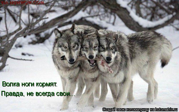 Волка ноги кормят. Правда, не всегда свои...... Котоматрица: Волка ноги кормят. Правда, не всегда свои...