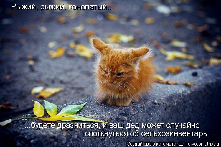 Рыжий, рыжий, конопатый... ...будете дразниться, и ваш дед может случайно споткнуться об сельхозинве... Котоматрица: Рыжий, рыжий, конопатый... ...будете дразниться, и ваш дед может случайно споткнуться об сельхозинвентарь...