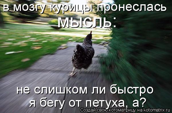 в мозгу курицы пронеслась в мозгу курицы пронеслась мысль: не слишком ли быстро я бегу от петуха... Котоматрица: в мозгу курицы пронеслась в мозгу курицы пронеслась мысль: не слишком ли быстро я бегу от петуха, а?