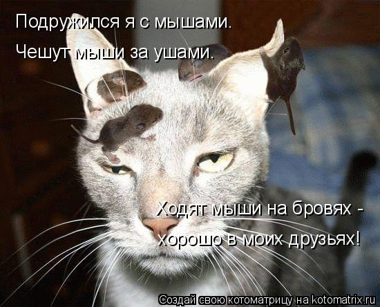 Подружился я с мышами. Чешут мыши за ушами. Ходят мыши на бровях - хорошо в моих друзьях!... Котоматрица: Подружился я с мышами. Чешут мыши за ушами. Ходят мыши на бровях - хорошо в моих друзьях!