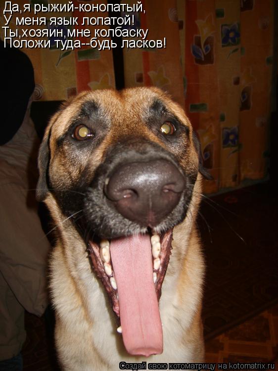 Котоматрица: Да,я рыжий-конопатый, У меня язык лопатой! Ты,хозяин,мне колбаску Положи туда--будь ласков!