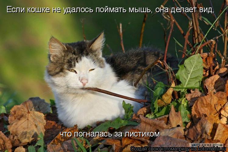 Если кошке не удалось поймать мышь, она делает вид, что погналась за листиком... Котоматрица: Если кошке не удалось поймать мышь, она делает вид, что погналась за листиком