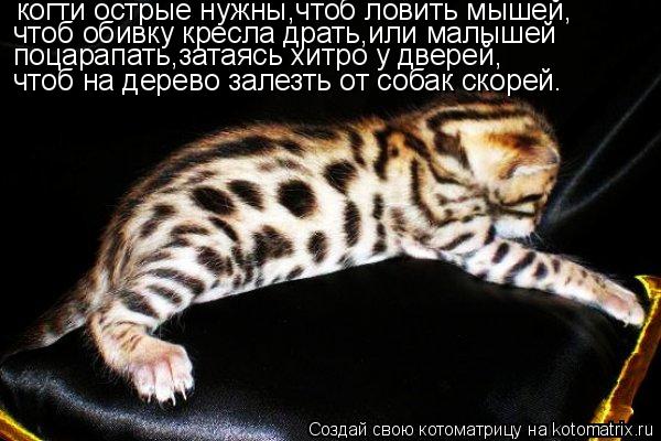 кошка без когтей ловит мышей кошка без когтей ловит мышей