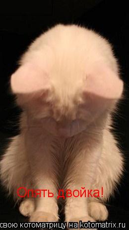 Опять двойка!... Котоматрица: Опять двойка!