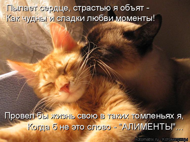 Пылает сердце, страстью я объят - Как чудны и сладки любви моменты! Провел бы жизнь свою в таких том... Котоматрица: Пылает сердце, страстью я объят - Как чудны и сладки любви моменты! Провел бы жизнь свою в таких томленьях я, Когда б не это слово - "АЛИМЕНТЫ"