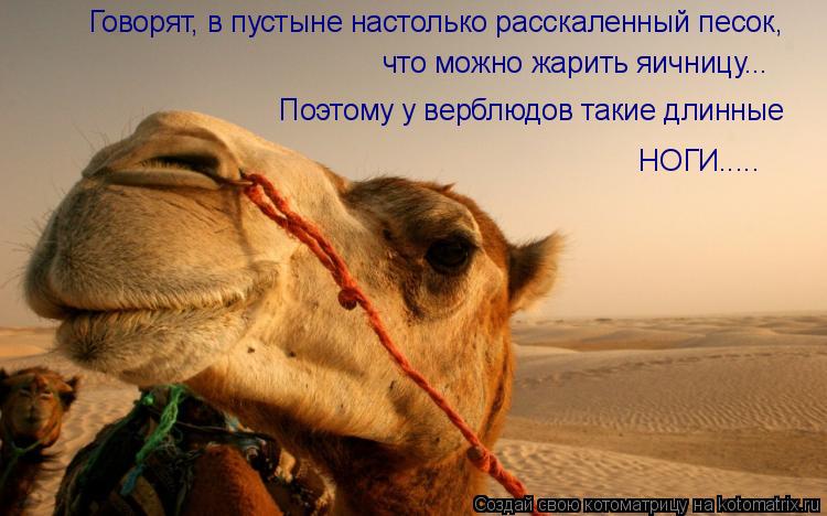 Котоматрица: Говорят, в пустыне настолько расскаленный песок, что можно жарить яичницу... Поэтому у верблюдов такие длинные НОГИ.....