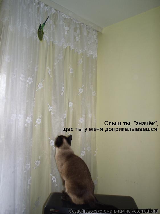 Слыш ты, "значёк", щас ты у меня доприкалываешся!... Котоматрица: Слыш ты, "значёк", щас ты у меня доприкалываешся!