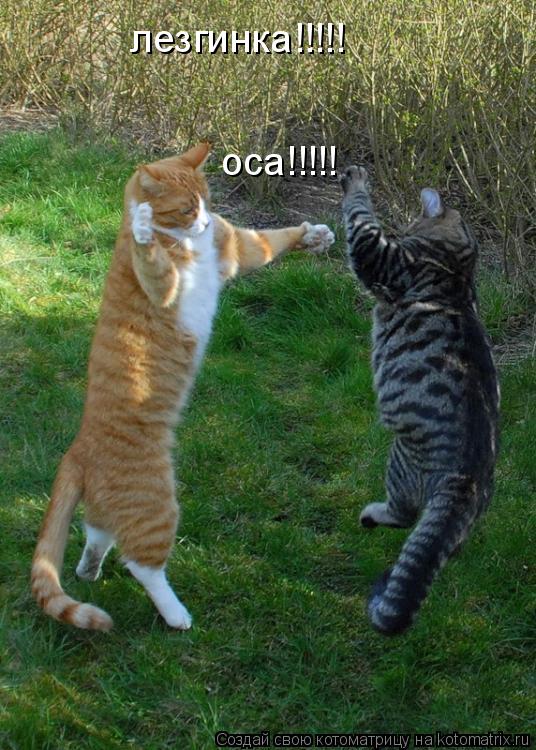 лезгинка!!!!! оса!!!!!... Котоматрица: лезгинка!!!!! оса!!!!!