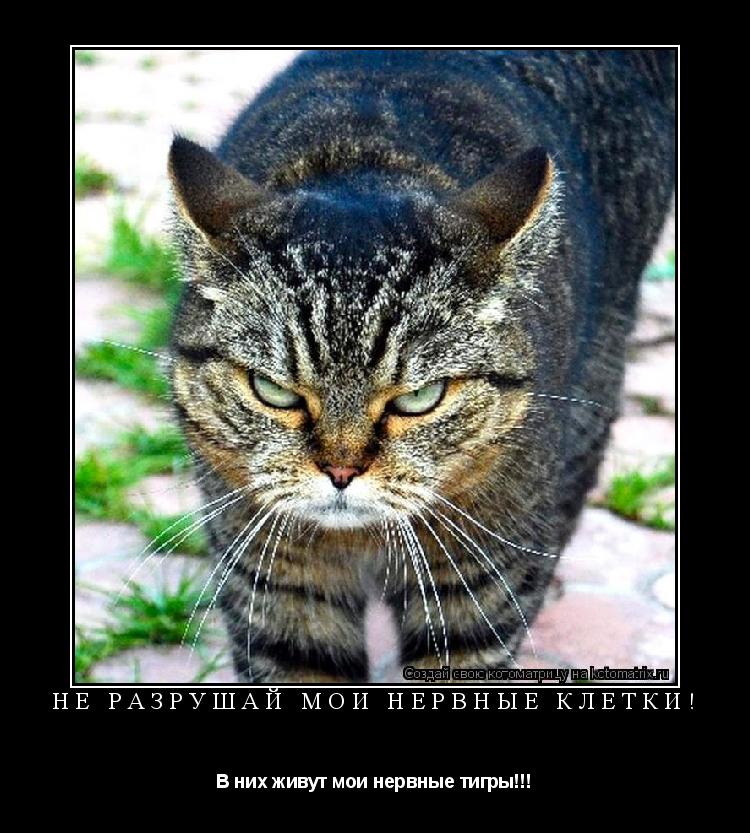 Не разрушай мои нервные клетки! В них живут мои нервные тигры!!!... Котоматрица: Не разрушай мои нервные клетки! В них живут мои нервные тигры!!!