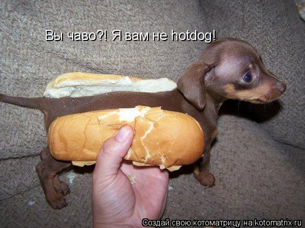 Котоматрица: Вы чаво?! Я вам не hotdog!