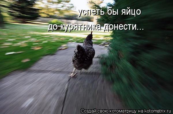успеть бы яйцо до курятника донести...... Котоматрица: успеть бы яйцо до курятника донести...