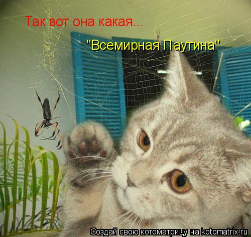Так вот она какая... "Всемирная паутина" Так вот она какая... "Всемирная Паутина"... Котоматрица: Так вот она какая... "Всемирная паутина" Так вот она какая... "Всемирная Паутина"